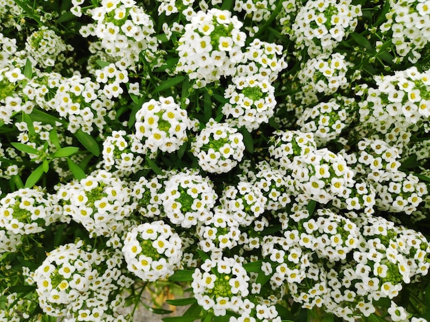Zdjęcie całkowite zdjęcie białych roślin kwitnących