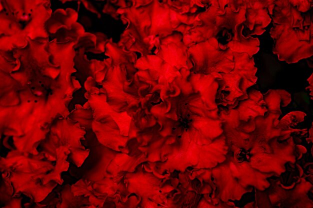 Zdjęcie całkowite zdjęcie czerwonej rośliny kwitnącej