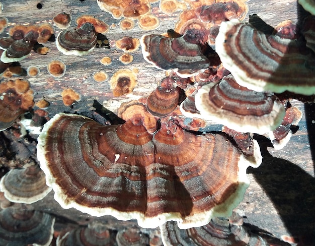 Zdjęcie całkowite zdjęcie grzyba na drewnie