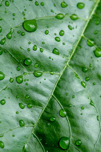 Całkowite zdjęcie kropli deszczu na liściach