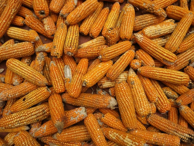 Całkowite zdjęcie kukurydzy na targu