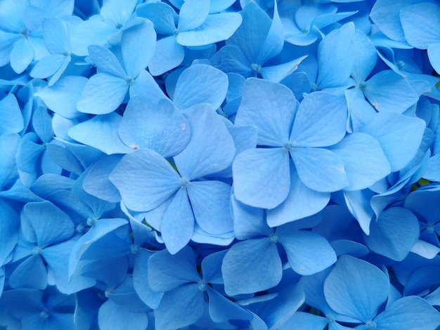 Zdjęcie całkowite zdjęcie niebieskiej hortensji