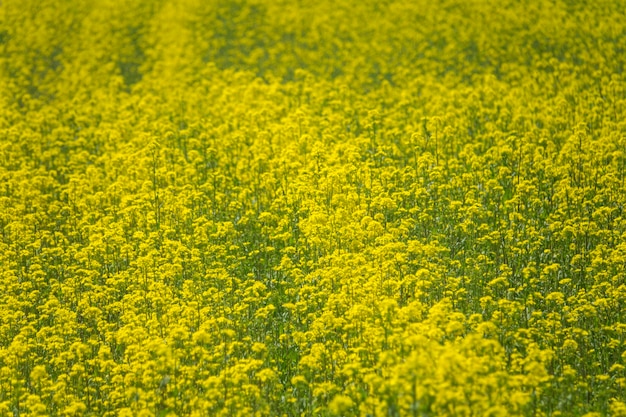 Całkowite zdjęcie pola rzepaków oleistych