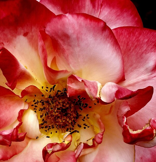 Zdjęcie całkowite zdjęcie różowej dzikiej róży