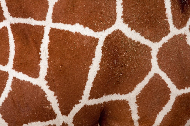 Zdjęcie całkowite zdjęcie skóry żyrafy
