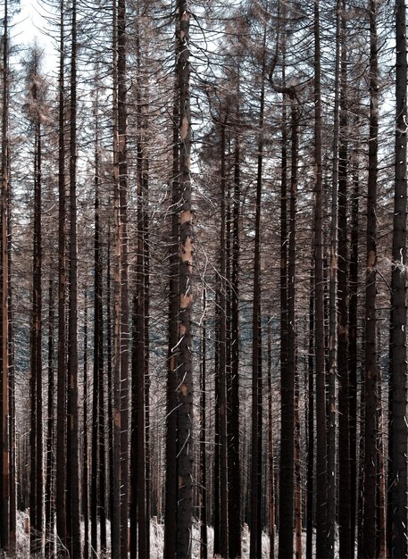 Zdjęcie całkowite zdjęcie sosny w lesie