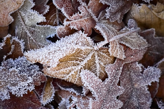Całkowite zdjęcie zamarzniętych liści