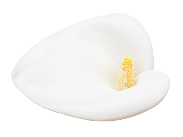 Calla biały kwiat na białym tle