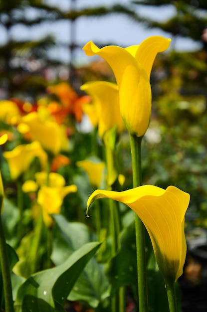 Calla Lily Zantedeschia aethiopica