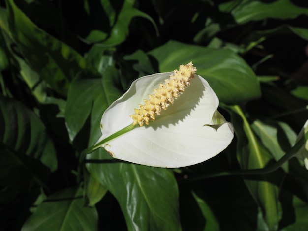 Calla roślina (Calla palustris) biały kwiat