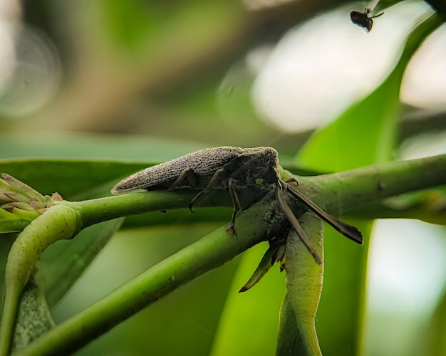 Callirhipis to rodzaj chrząszczy z rodziny Callirhipidae