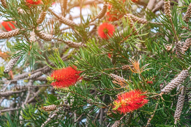 callistemon lub drzewo pędzla do butelek kwitnące w tropikalnym parku Pochodzi z Australii, używane w ogrodach ozdobnych na całym świecie