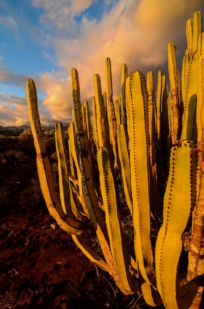 Calm Cactus Desert Zachód słońca na Teneryfie Wyspy Kanaryjskie