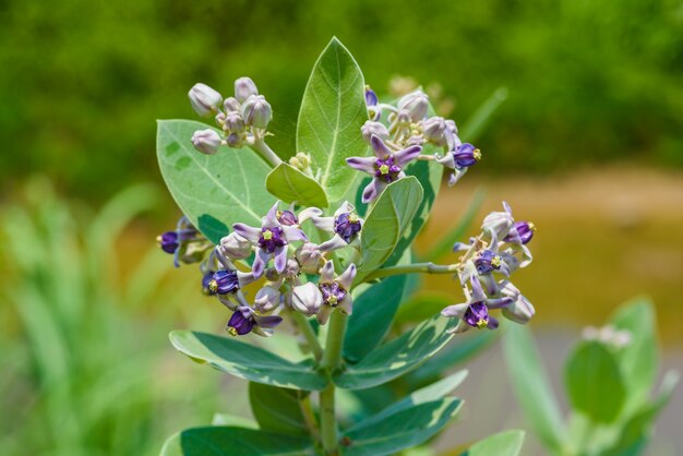 Calotropis Giantea Lub Crown Kwiat Białe I Zielone Liście W Ogrodzie