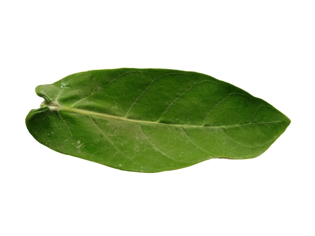 Calotropis gigantea liście lub gigantyczny liść calotrope izolowany na białym tle