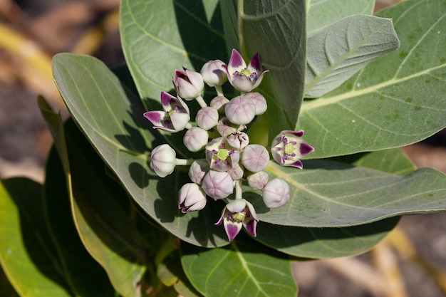 Calotropis gigantea, znany również jako milkweed, indyjski milkweed