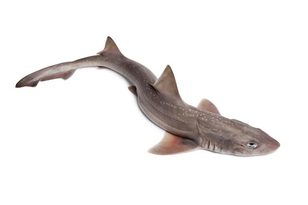 Cały pojedynczy świeży surowy rekin smallspotted izolowany na białym tle