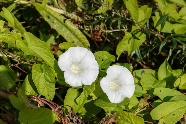 Calystegia sepium. Kwiat powoju żywopłotowego. Dwa piękne białe kwiaty w świetle słonecznym