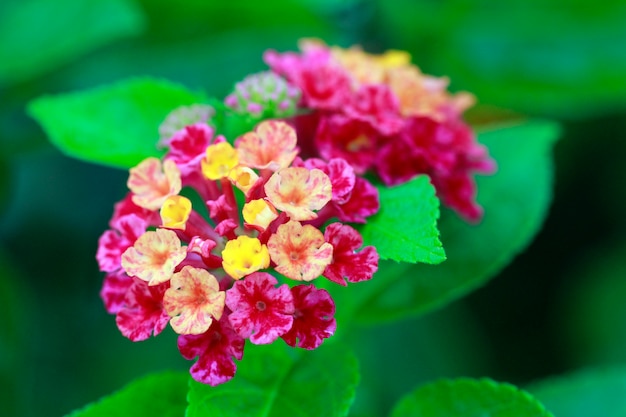 Camara Lantana Flowers