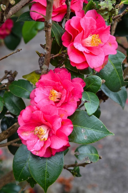 Camellia japonica w ogrodzie