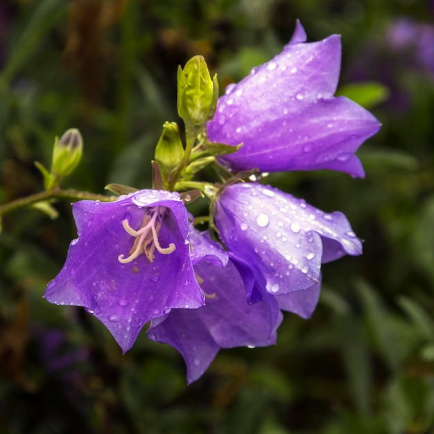 Campanula persicifolia L Campanulaceae