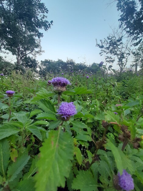 Campo Silvestre