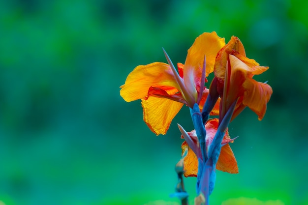 Cana Indica Flower