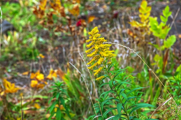 Canadian goldenrod lub Solidago canadensis Ma działanie antyspasmodyczne, moczopędne i przeciwzapalne