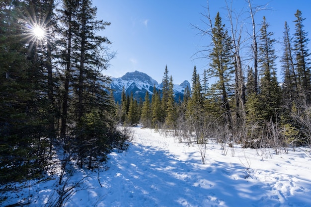 Canadian Rockies piękne krajobrazy zimą Ośnieżone pasmo górskie zamarznięty las Canmore