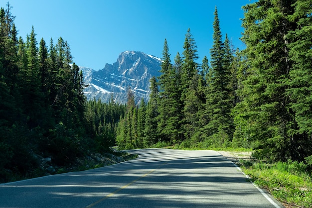 Canadian Rockies wiejski krajobraz drogowy Las z górą Mount Edith Cavell w tle