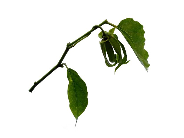 Cananga odorata lub liść Ylangylang na białym tle