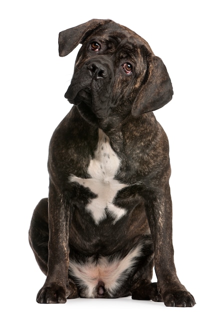 Cane Corso, 9 miesięcy. Portret psa na białym tle