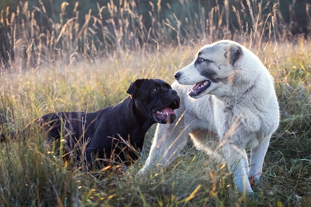 Cane corso i owczarki środkowoazjatyckie amity płacące