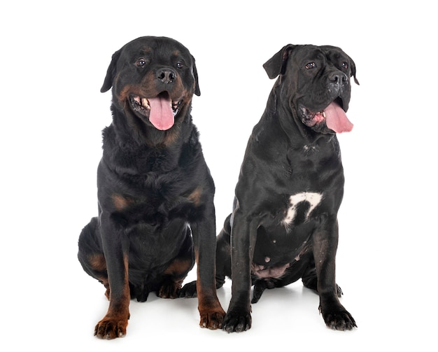 Cane corso i rottweiler