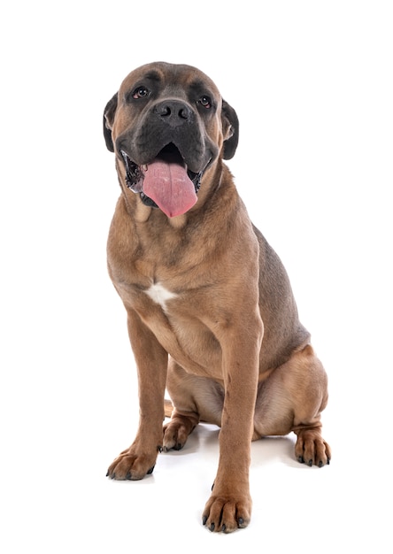 Cane Corso na białym tle