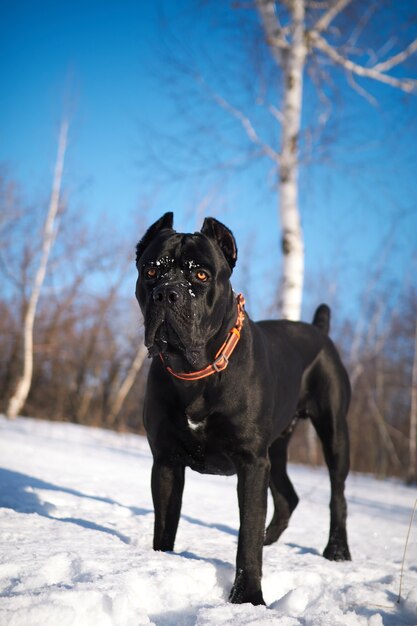 Cane Corso pies spaceruje po zimowym słonecznym lesie