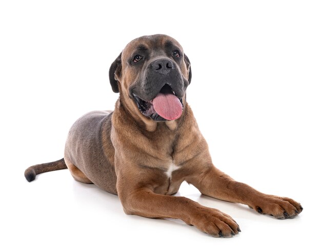 Cane Corso W Studio