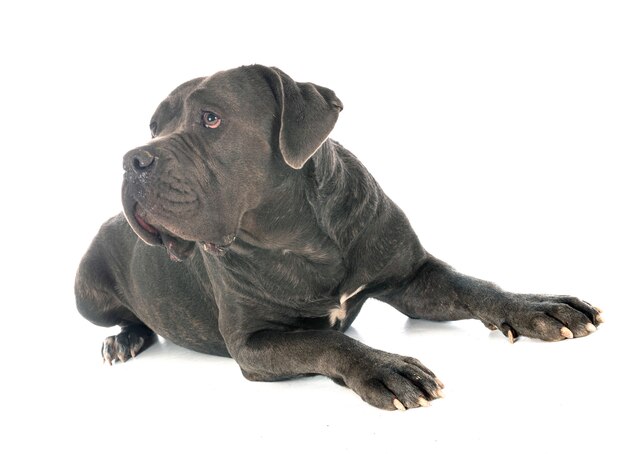 Cane Corso