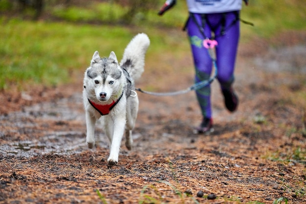 Canicross Dog Mushing Race