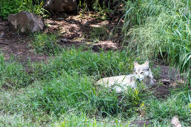 Canis lupus meksykański szary wilk w zoo za siatką zawierającą go meksyk