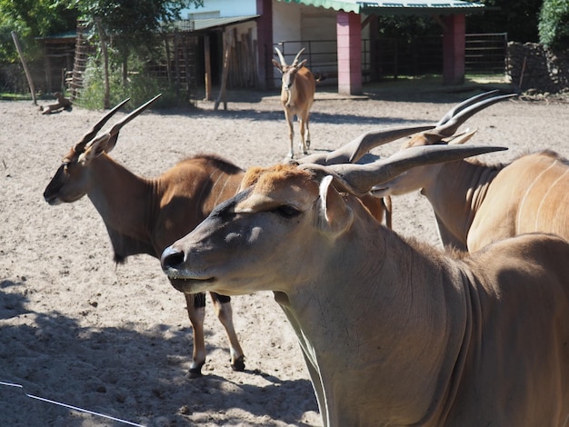 Canna Eland Taurotragus Oryx Antylopa żyjąca W Afryce W Ekoregionie Serengeti Kilka Antylop Stado Wielorybów W Zoo Palic W Serbii