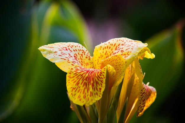 Canna Indica Flower