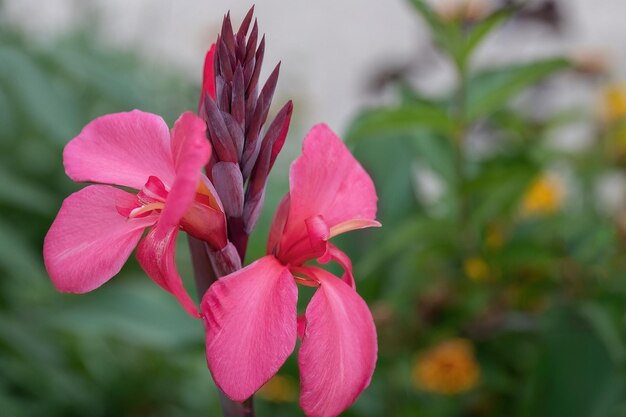 Canna lily lub canna generalis bailey różowy kwiat w ogrodzie