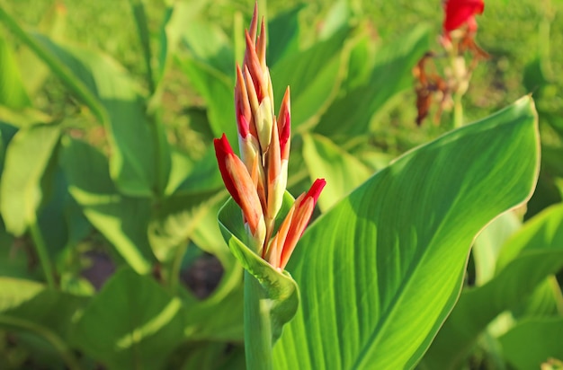 Canna Lily Pąki Kwiatowe Rosnące W Słońcu