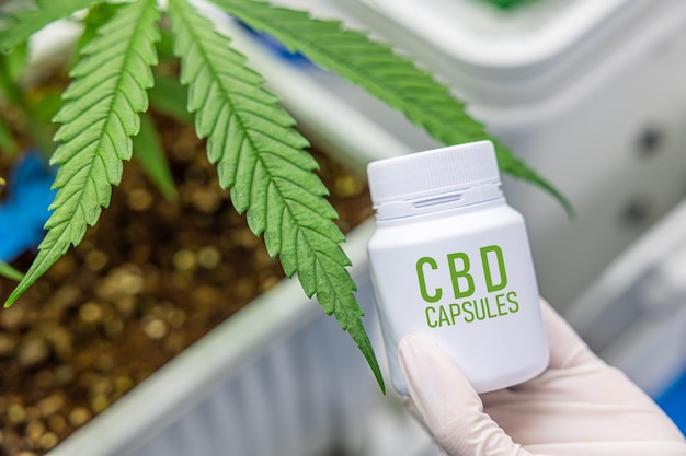 Cannabidiol Cbd Kapsułki Medyczne Pigułki Produkty Zdrowotne Z Rośliny Konopi