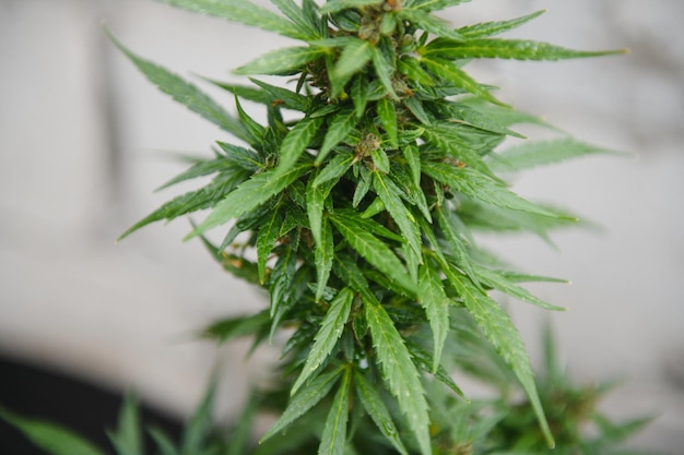 Cannabis marihuana Roślina uprawiająca marihuanę w domu do celów medycznych