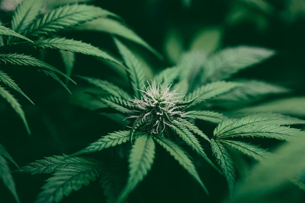 Cannabis Sativa lub Cannabis Indica zielony liść konopi z góry na tle banera