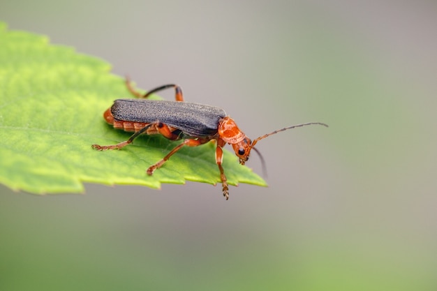 Cantharidae siedzi na czubku liścia