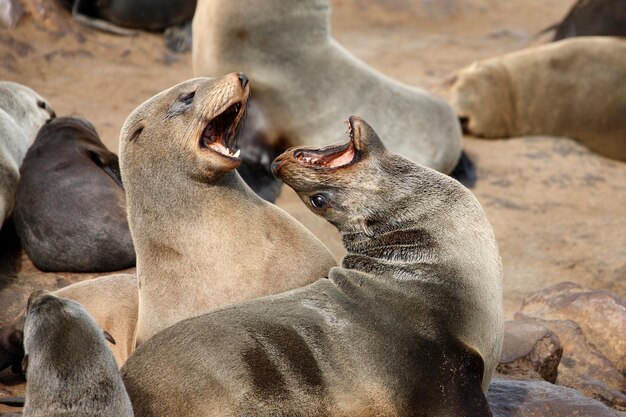 Cape Fur Seals w Cape Cross na wybrzeżu Namibii