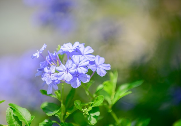 Cape leadwort lub biały plumbago,